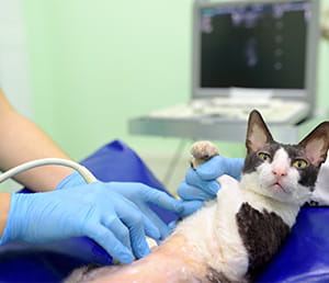 Un gatto bianco e nero sottoposto a un'ecografia veterinaria da un operatore con guanti azzurri, con il monitor diagnostico visibile sullo sfondo