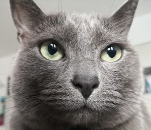 Close-up of a grey short-haired Chartreux cat, looking straight into the camera with light green eyes and a calm, curious expression
