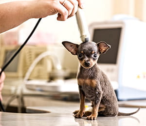 A small puppy receives a brain ultrasound; a hand holds the probe on the animal's head, which looks towards the camera in a clinical setting