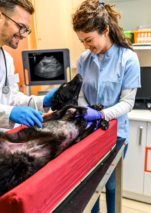 Two smiling veterinarians perform an ultrasound on a black dog lying on a red support; while the doctor on the left maneuvers the probe, the colleague on the right reassures the animal by holding it gently
