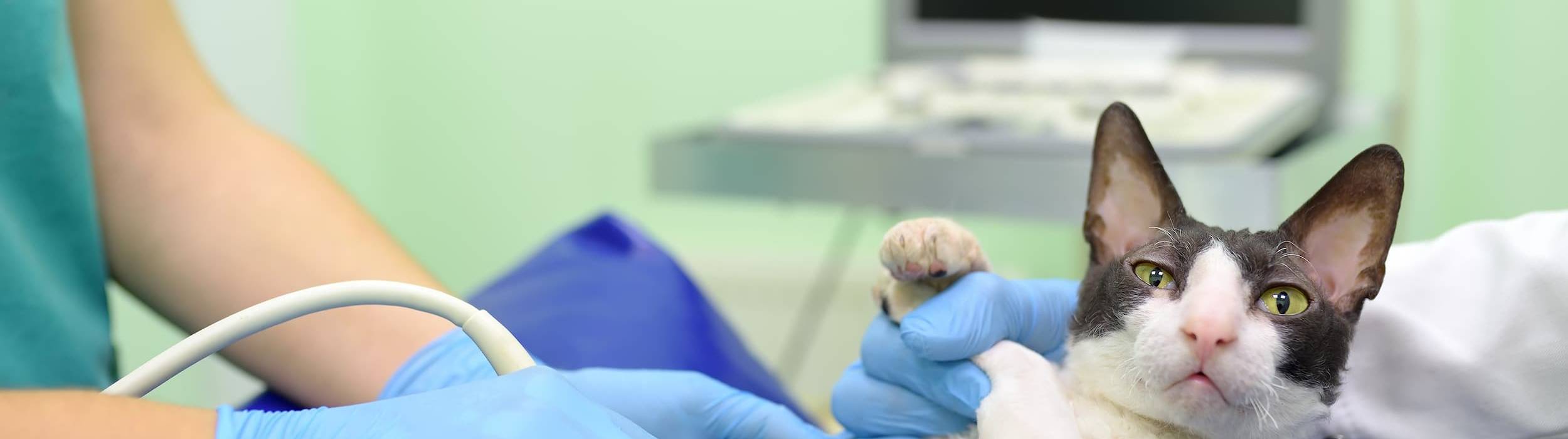 Un gatto bianco e nero viene sottoposto a un'ecografia addominale da un veterinario che indossa guanti azzurri; sullo sfondo è visibile il monitor con l'immagine diagnostica