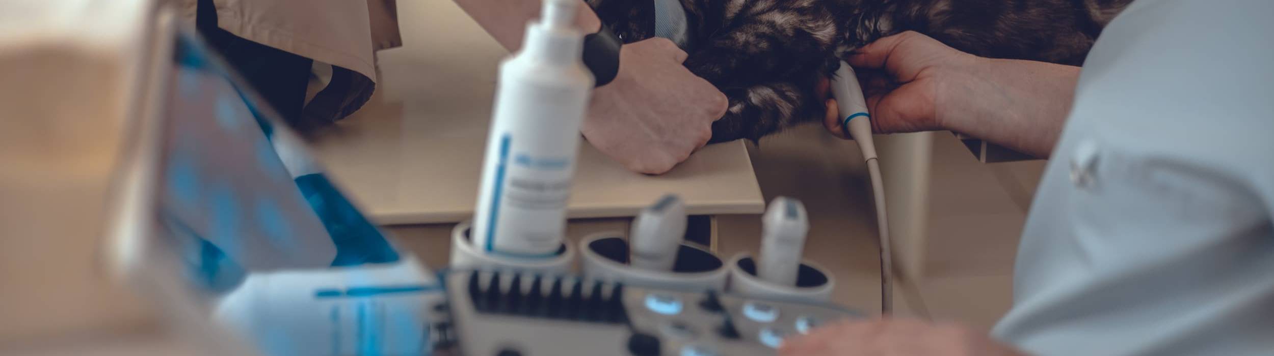 Una veterinaria utilizza una sonda ecografica su un gatto tartarugato tenuto fermo da un collega; in primo piano la console di un ecografo professionale con tasti retroilluminati e monitor