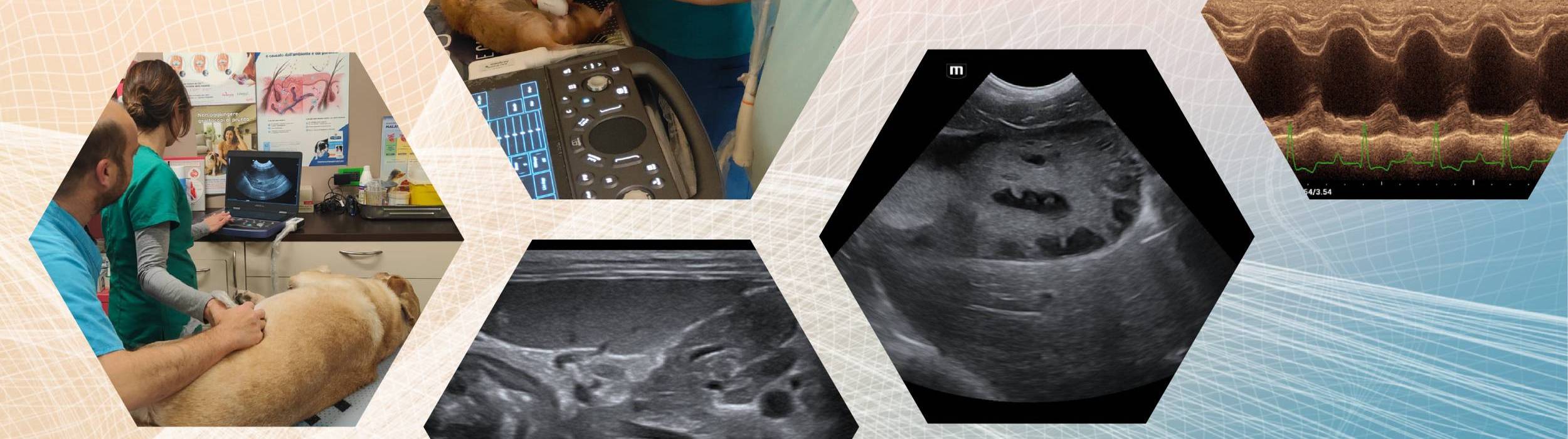 One-To-One Ultrasound & Echocardiography training